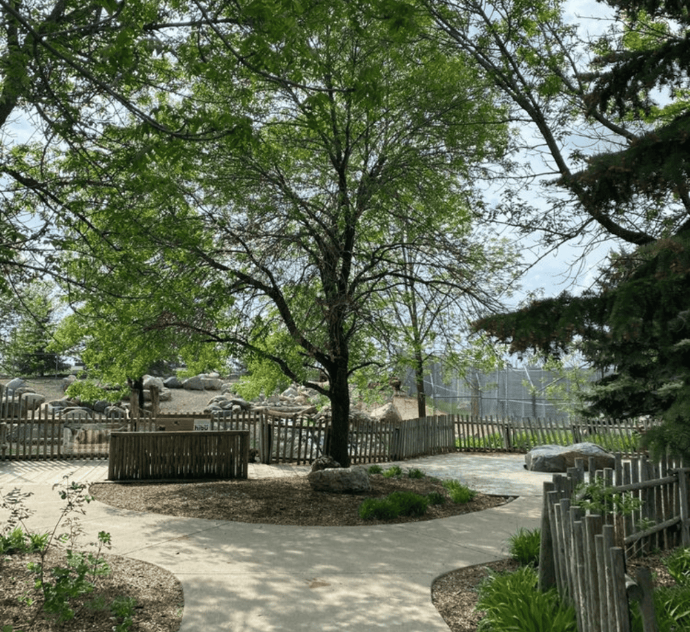 Lush green trees in a peaceful outdoor park setting with walking paths and wooden fences.