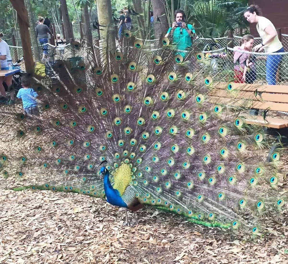 Vibrant peacock displaying colorful feathers at wildlife park or zoo.