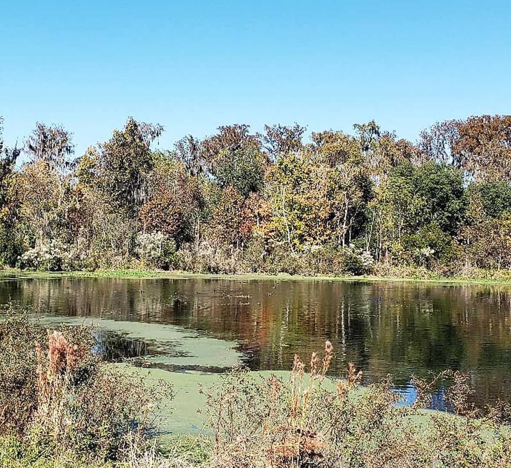 Serene forest pond with autumn trees and blue sky, ideal for nature exploration and outdoor activities.