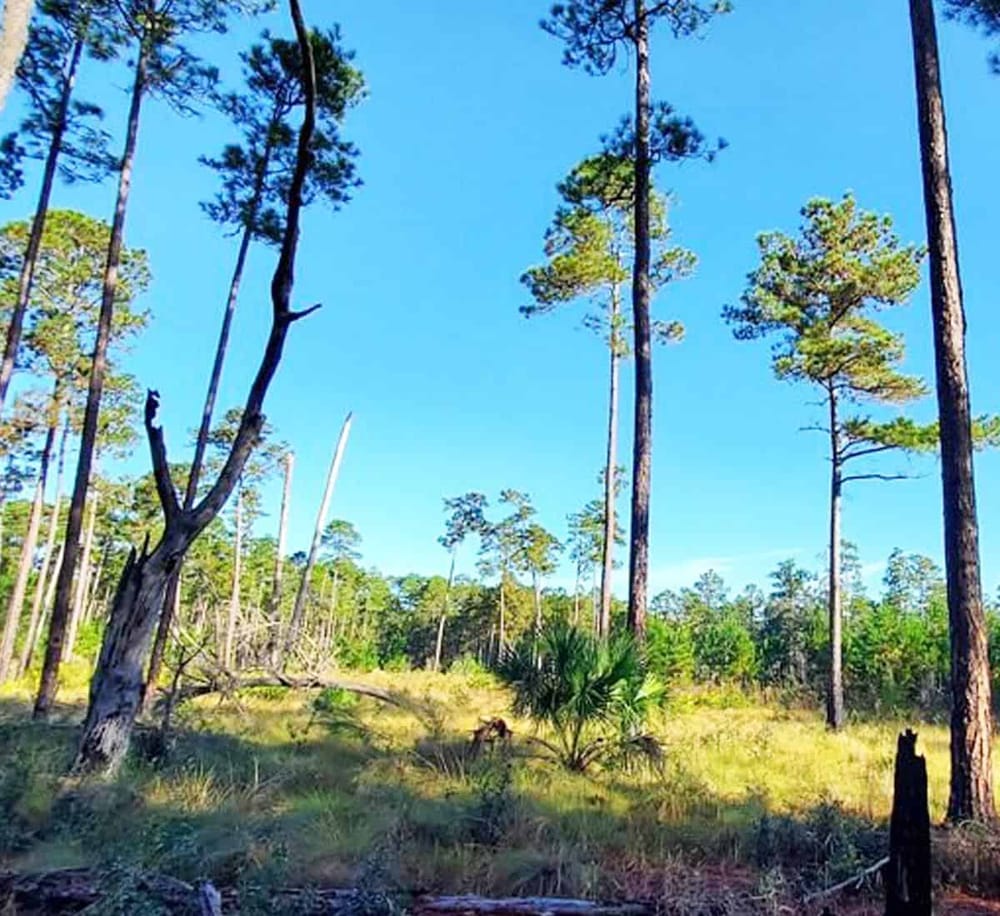 Sparse pine forest landscape under clear blue sky, nature hiking and outdoor adventure location.