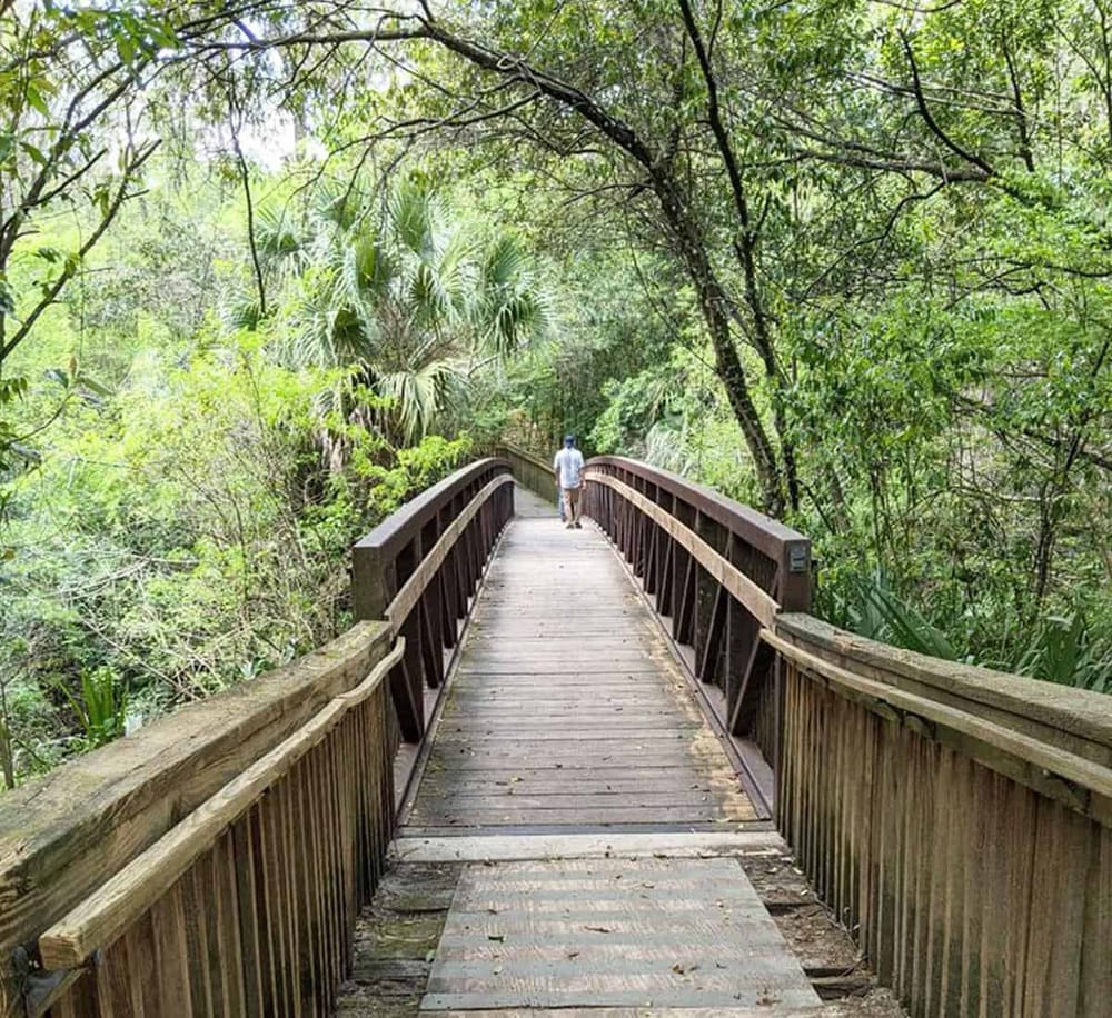 Wooden bridge amidst lush green forest for nature navigation and outdoor exploration.