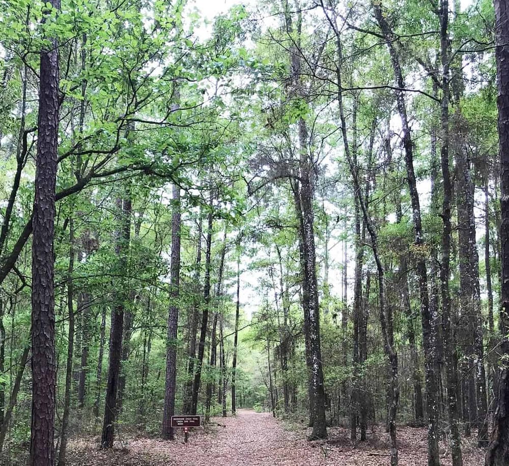 Peaceful forest trail with lush green trees and a clear walking path for nature exploration.