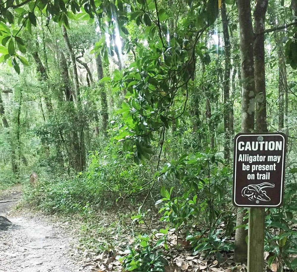 Alligator warning sign on trail in lush forest, caution about wildlife presence, safe nature walk, forest trail safety, wildlife alert sign.