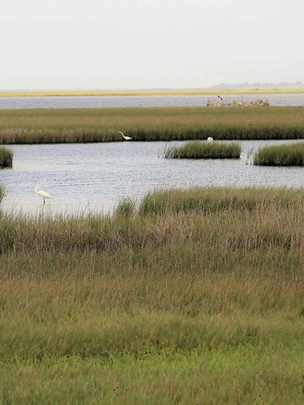 Wetlands with herons and tall grasses, Nature photography, wildlife habitat, birdwatching, peaceful wetland scenery, nature's wetland ecosystems.