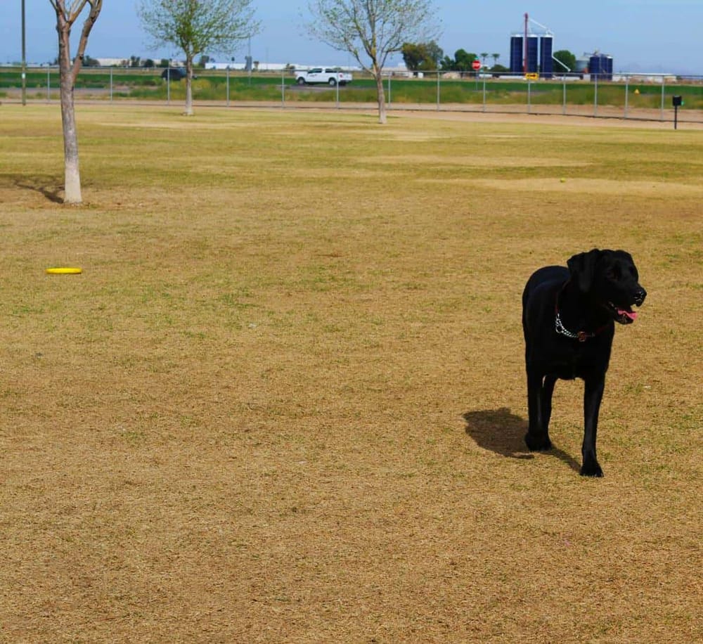 1. Black dog playing on a park field with trees and cityscape in the background.