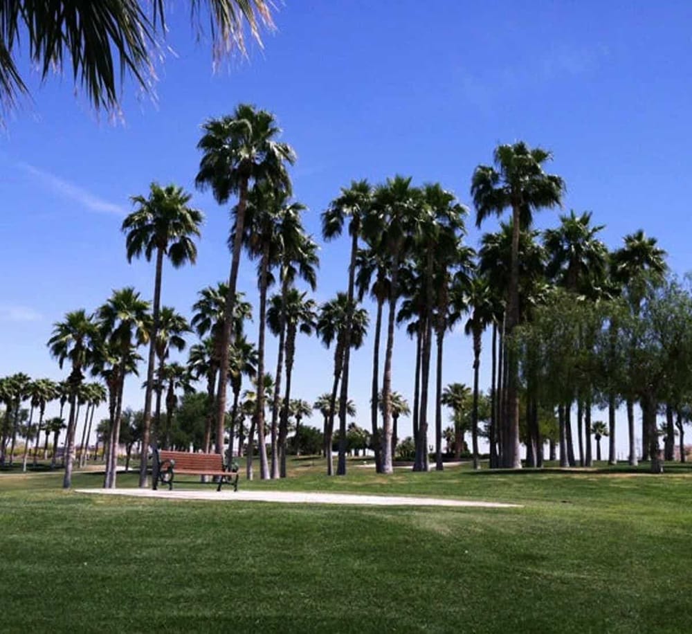 Tall palm trees in a sunny park with green grass and a clear blue sky, perfect for travel and outdoor exploration.