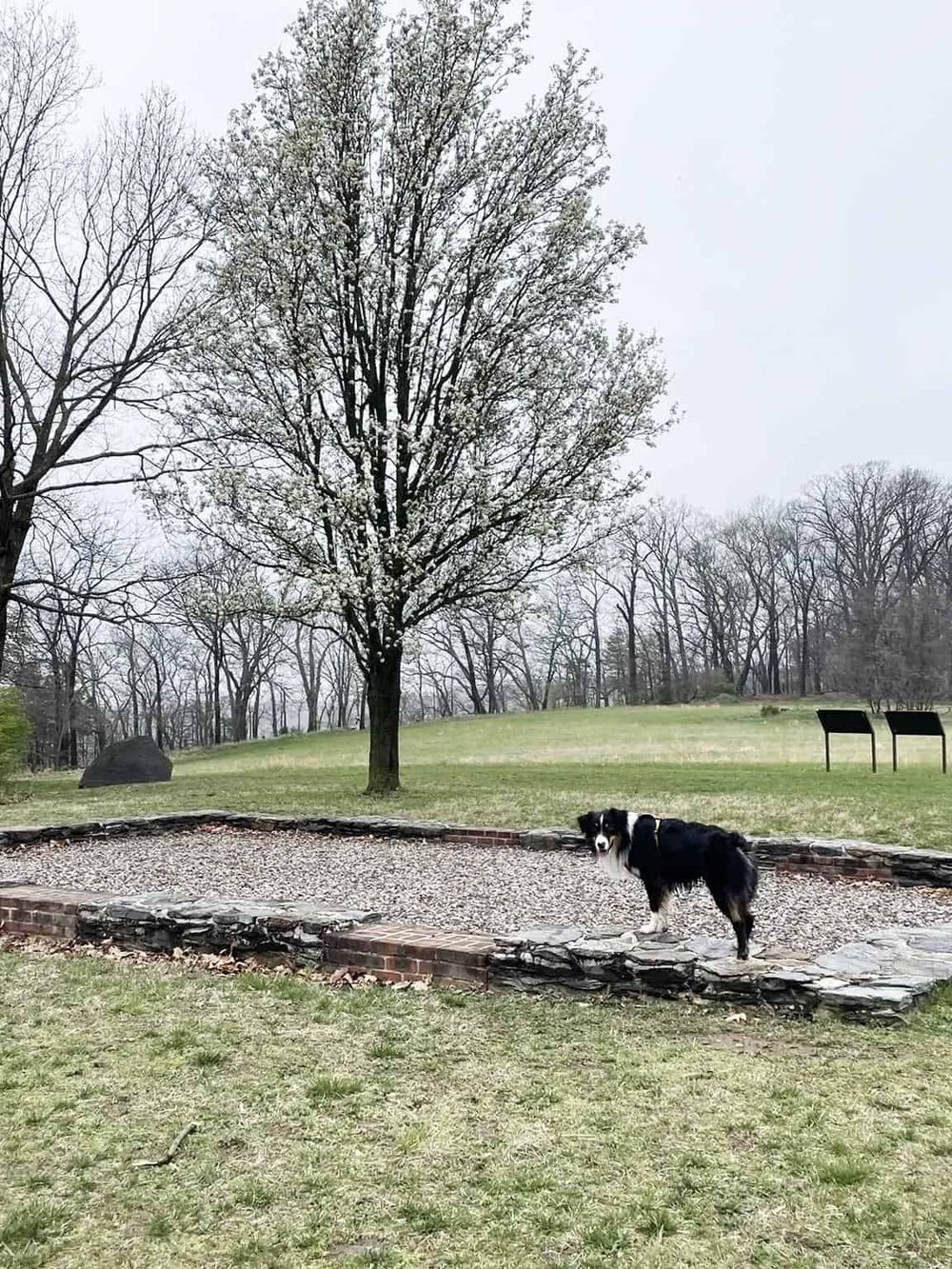 Dog walking in a park with trees and benches, featuring a peaceful outdoor scene.