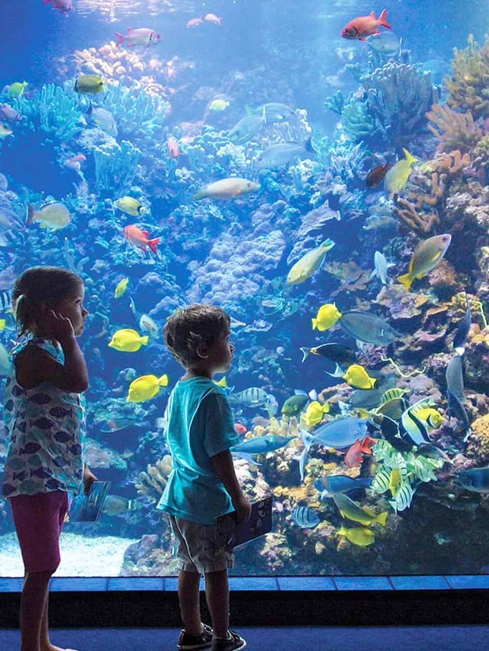 Brightly colored tropical fish at an aquarium exhibit.