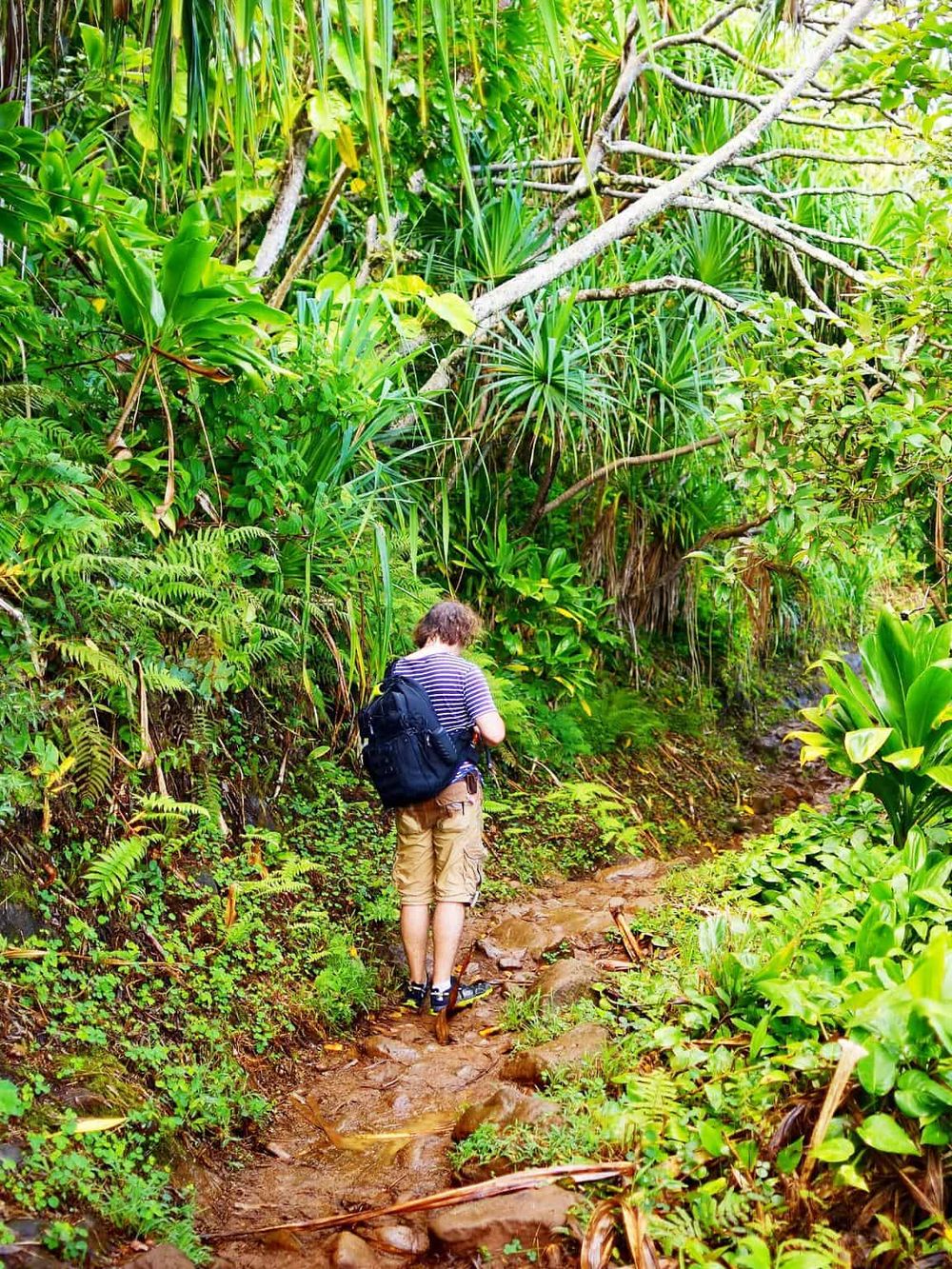 Lush tropical jungle trail with hiker and backpack exploring nature and outdoor adventure.
