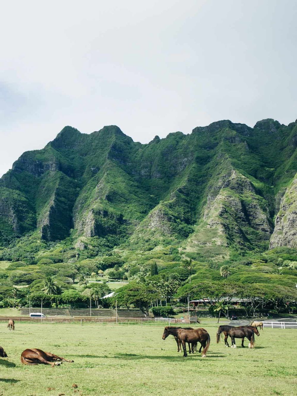 Vast green mountain landscape with horses grazing in foreground, tropical scenery, lush vegetation, clouded sky, Hawaii.