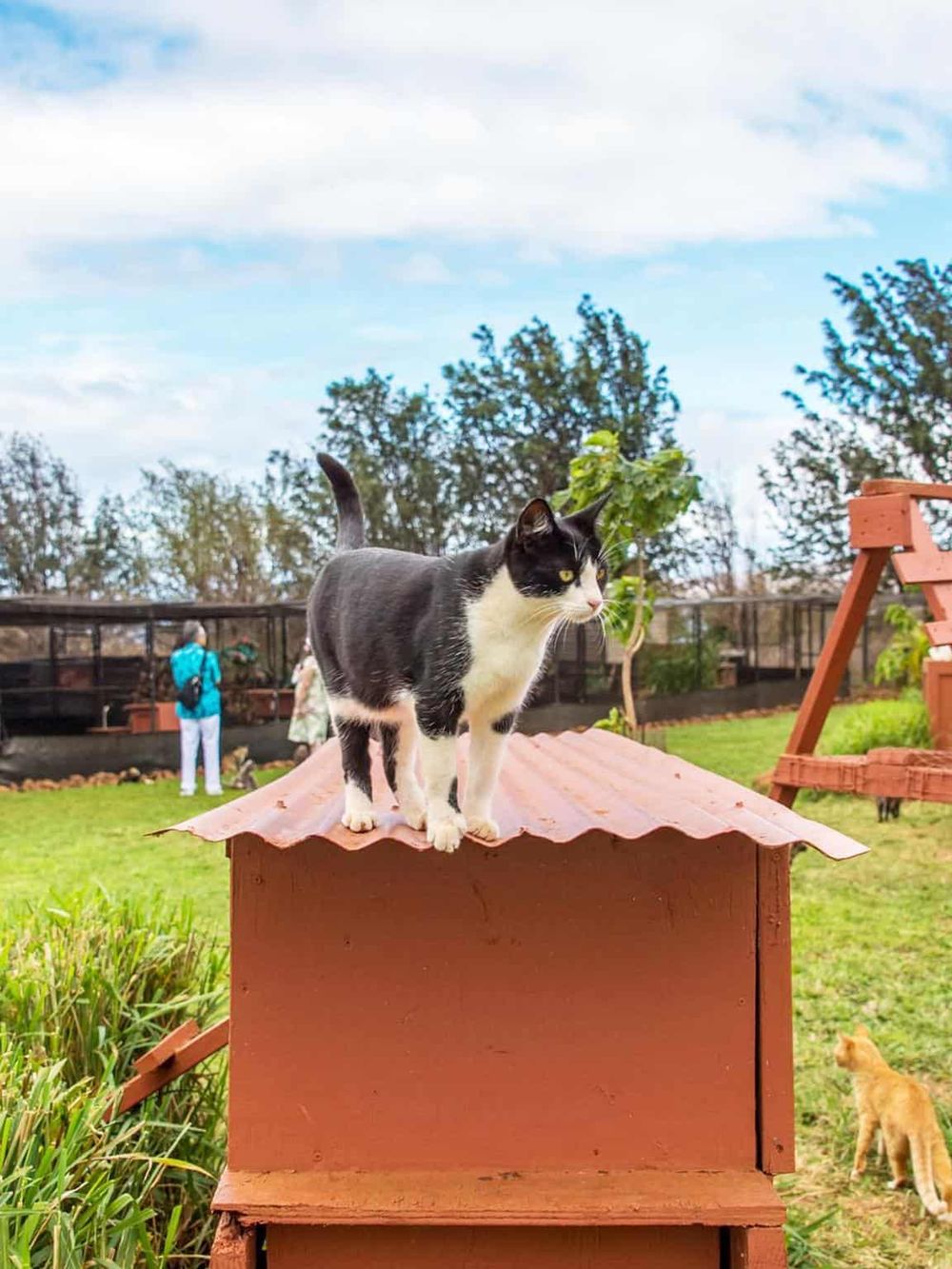 Playful cat on a rooftop at QuestForDirections outdoor pet-friendly space.