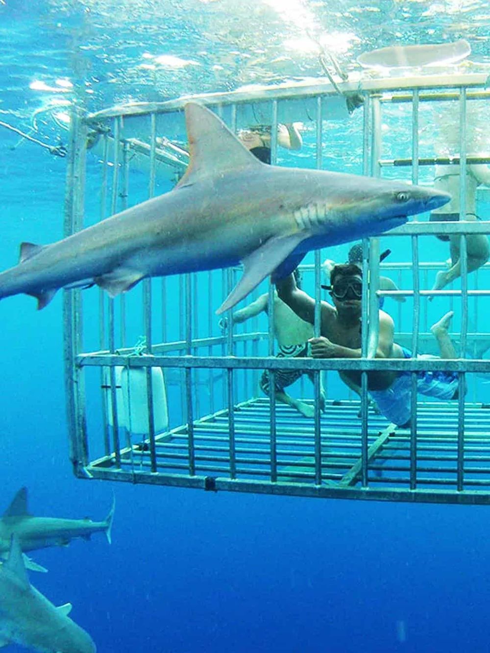 Shark cage diving adventure with divers swimming alongside a great white shark underwater.