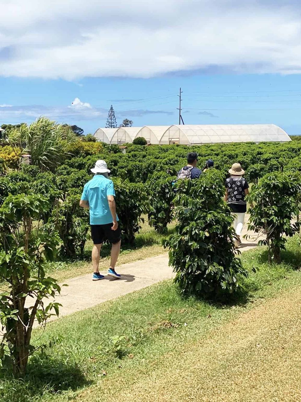Lush green farm with visitors exploring, greenhouses in the background, sunny day at QuestForDirections.