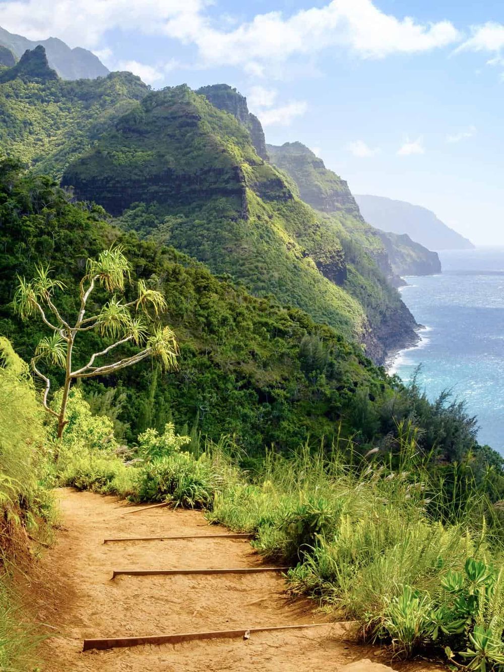 Vibrant green coastal mountain trail with lush tropical vegetation and ocean view.
