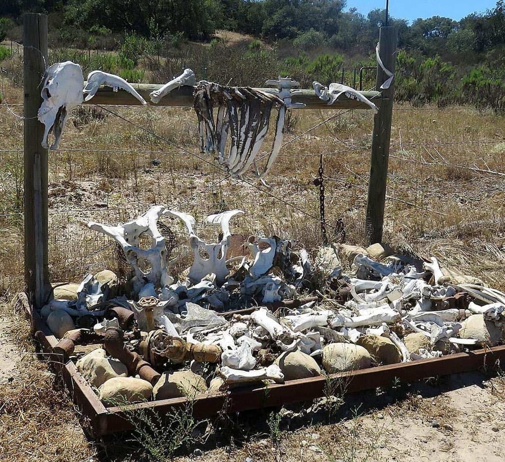 Bones and skulls displayed as part of a nature or outdoor exhibit in Rangerville, Texas.