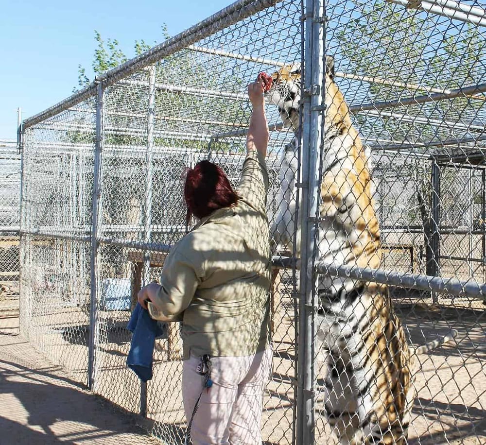 Majestic tiger being fed by zookeeper at wildlife sanctuary, emphasizing animal conservation and animal care.