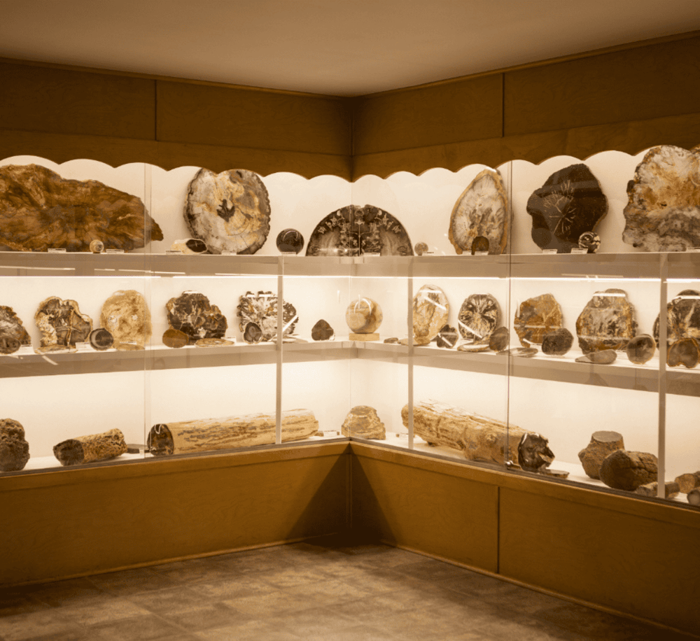 Fossil display case showcasing mineral and rock specimens at Quest For Directions museum, educational geological exhibits.