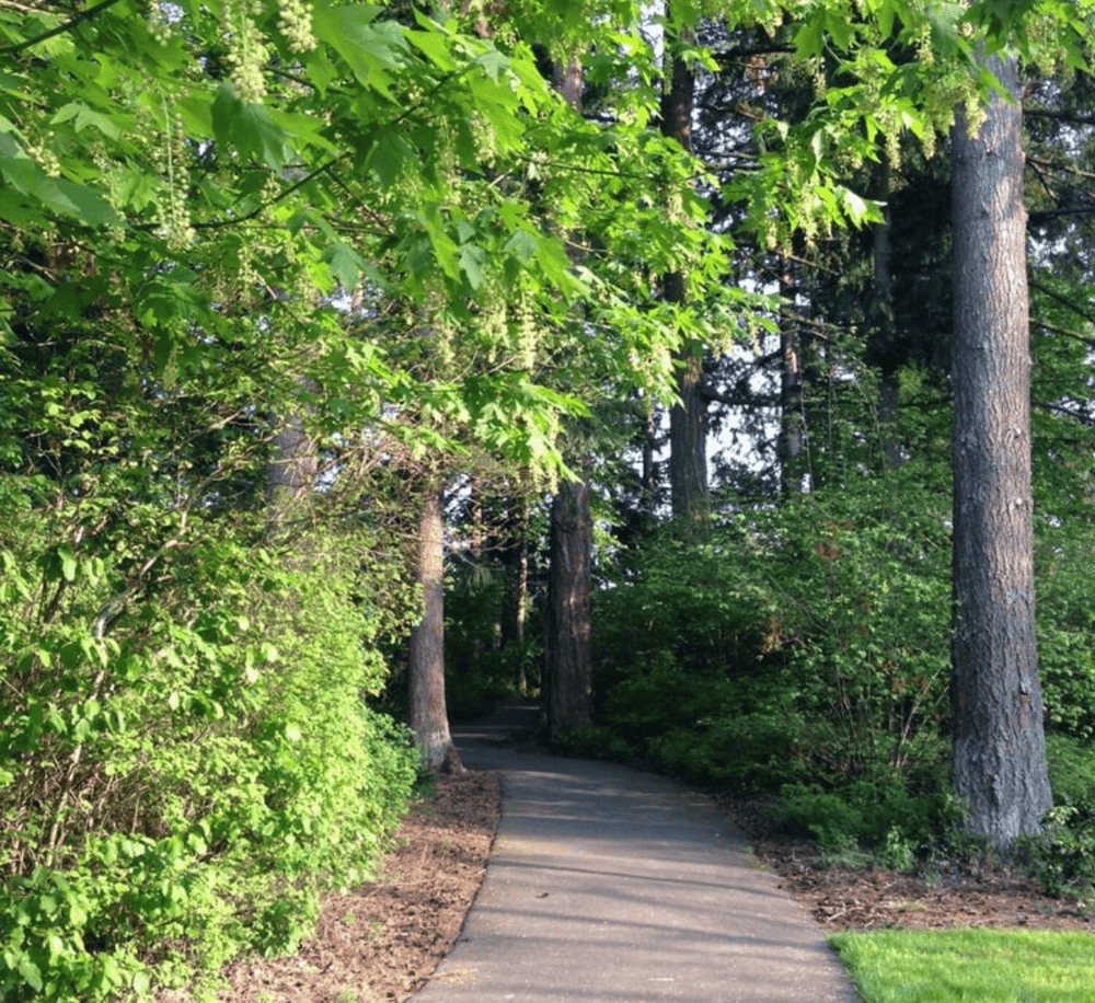 Lush green forest trail with tall trees and vibrant foliage, ideal for nature walks and outdoor adventures.