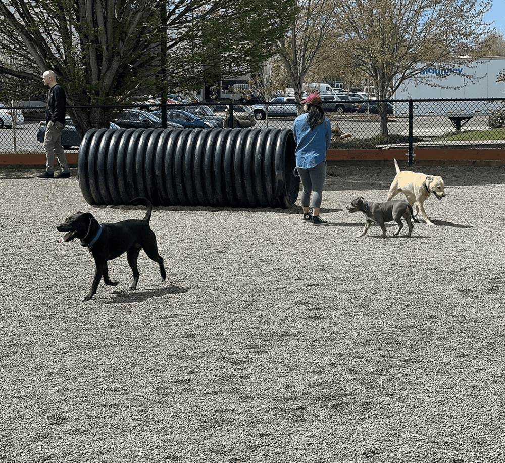 Dog training and socialization at QuestForDirections dog park, featuring networking for pet owners and professional pet training.