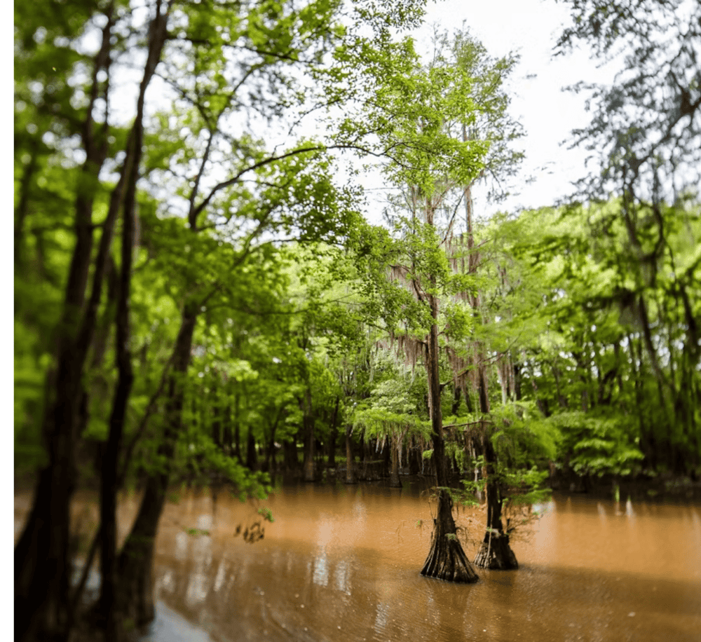 Vibrant green trees in flooded forest wetlands, showcasing nature's serene conservation environment.