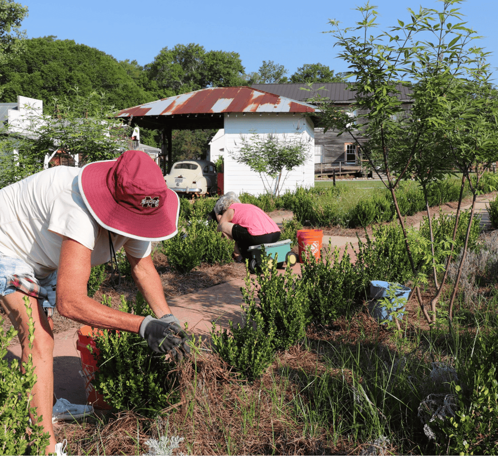 Gardening volunteers working in a lush backyard garden with trees and vintage cars in the background.