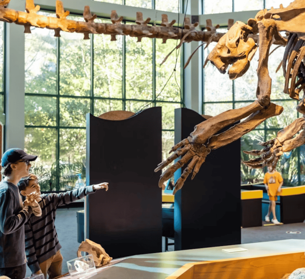 Fossil dinosaur skeleton exhibit at a natural history museum with visitors observing.