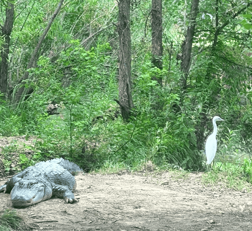 Alligator resting near a heron in lush green wetlands.