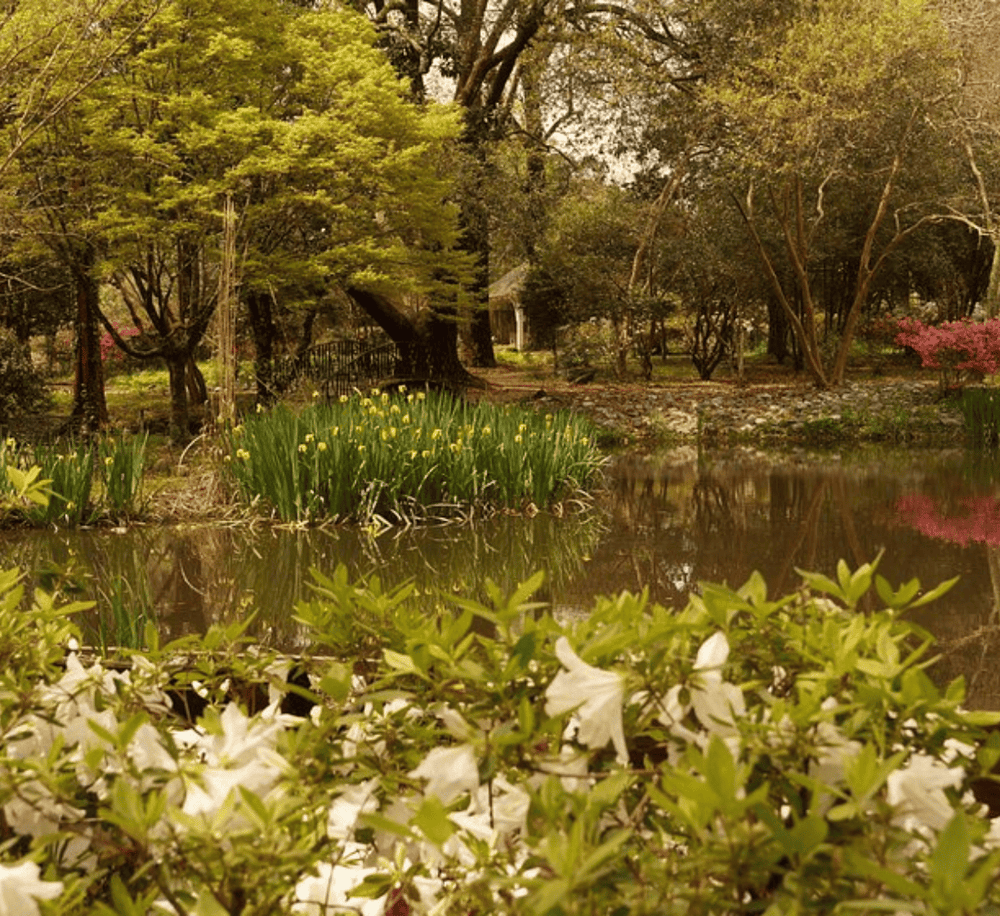 Serene garden with pond, vibrant flowers, and lush trees for peaceful outdoor exploration.