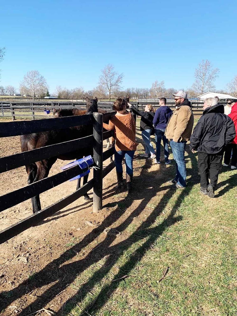 Kids enjoying a day at the farm petting zoo, interacting with horses under clear blue skies.