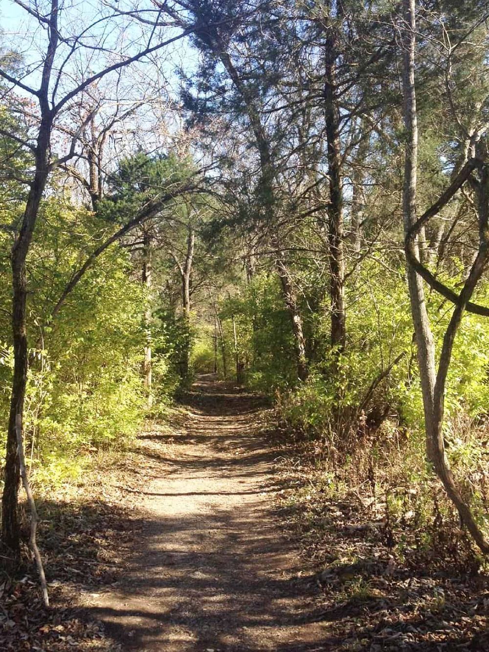Serene forest trail for outdoor adventures, nature walks, and exploring scenic landscapes.