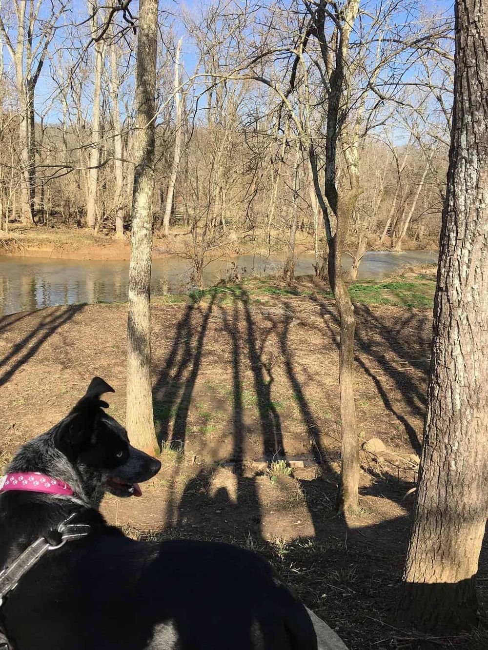 Tranquil river scene with trees and a black-and-white dog enjoying outdoor exploring.