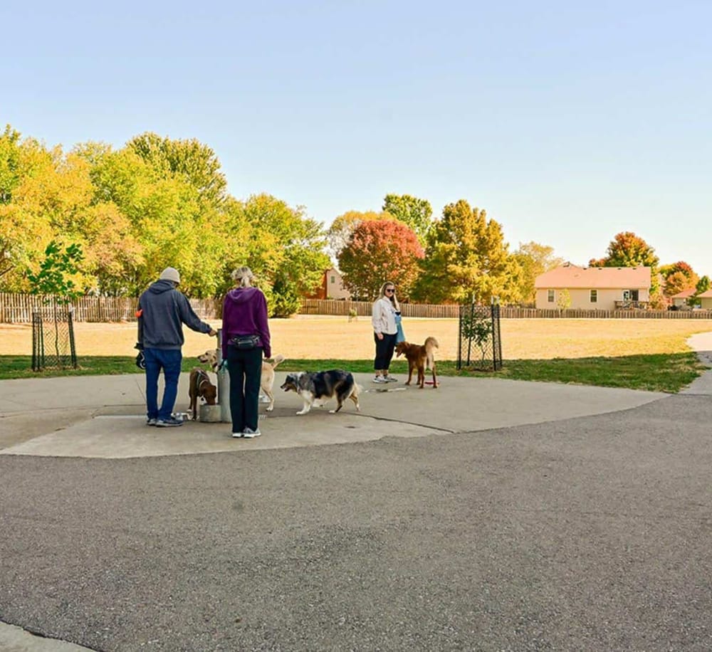A serene dog park scene with people walking and playing with their dogs amid vibrant autumn trees. Ideal for pet owners seeking outdoor activities.