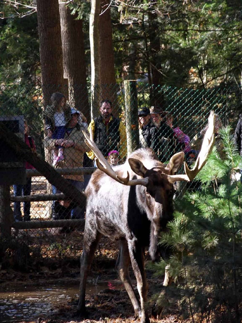 Colorful elk with large antlers in a nature park with visitors behind a fence, wildlife encounters, outdoor adventure, visitor experience.