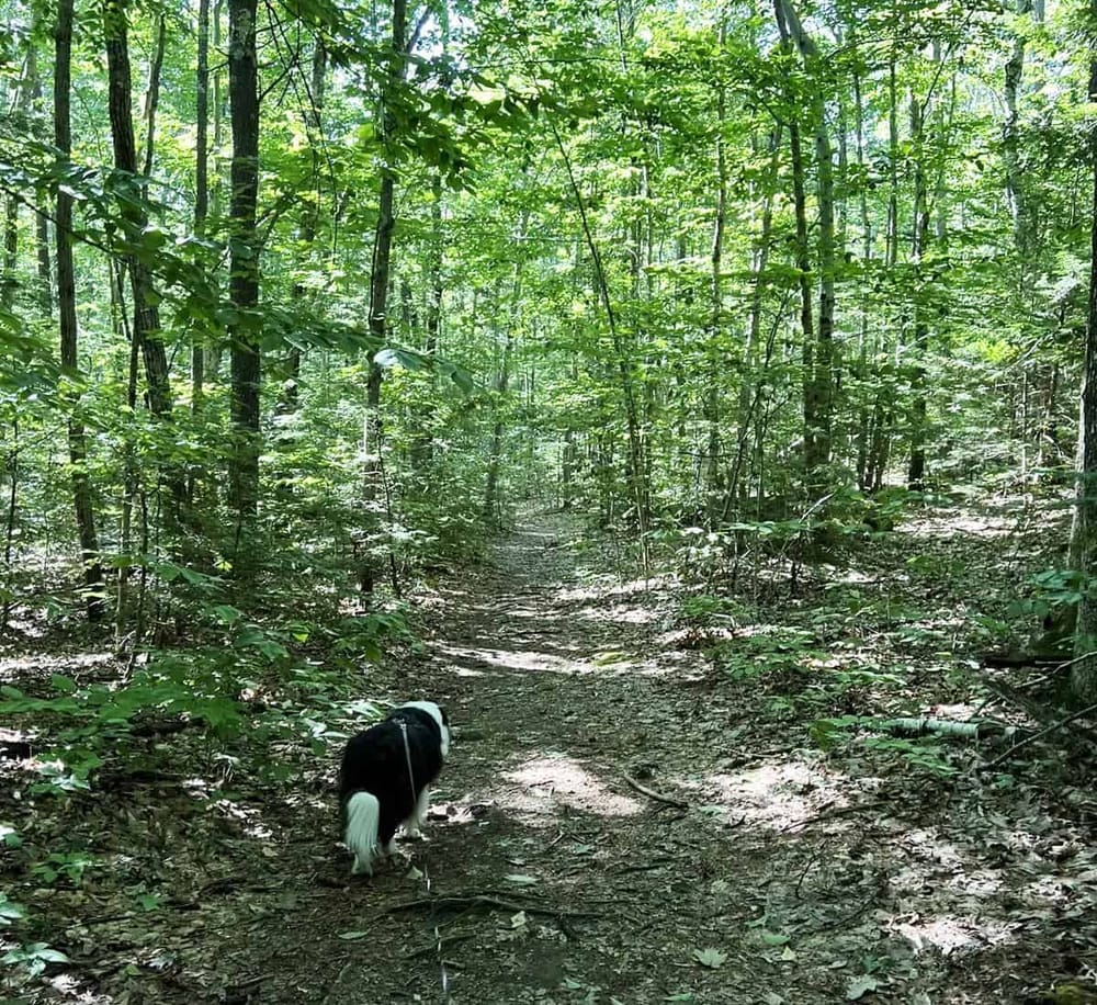 Lush green forest trail for outdoor adventures and nature exploration with a dog walking.