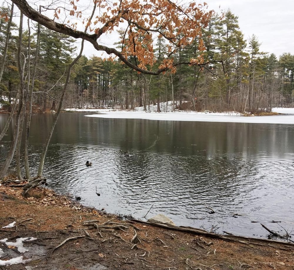 Tranquil lake surrounded by snowy woods, ideal for outdoor exploration and nature walks.