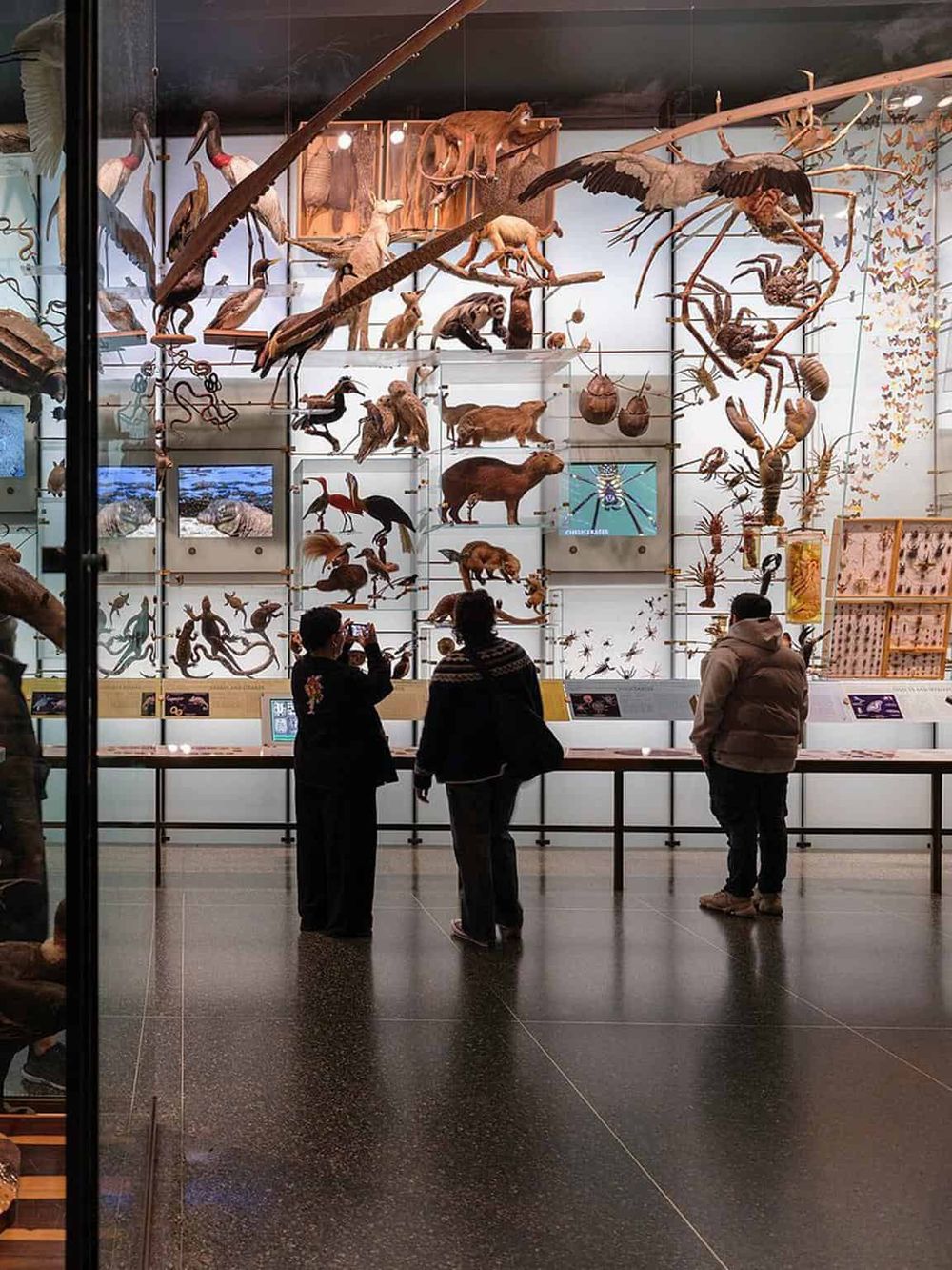 Colorful animal exhibit with mounted species at QuestForDirections museum, showcasing diverse wildlife collections.