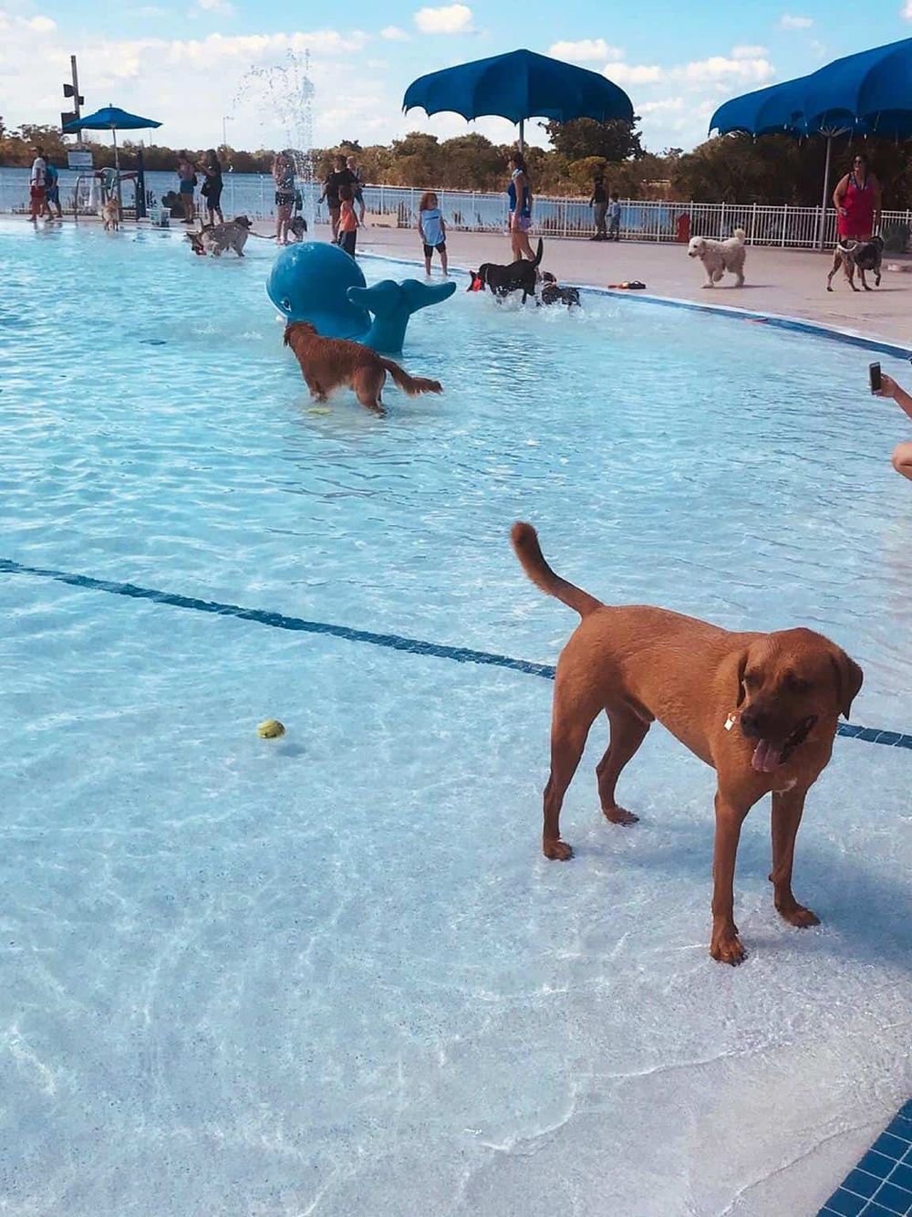 Dogs playing in a dog-friendly swimming pool during a sunny day, with people and umbrellas in the background.