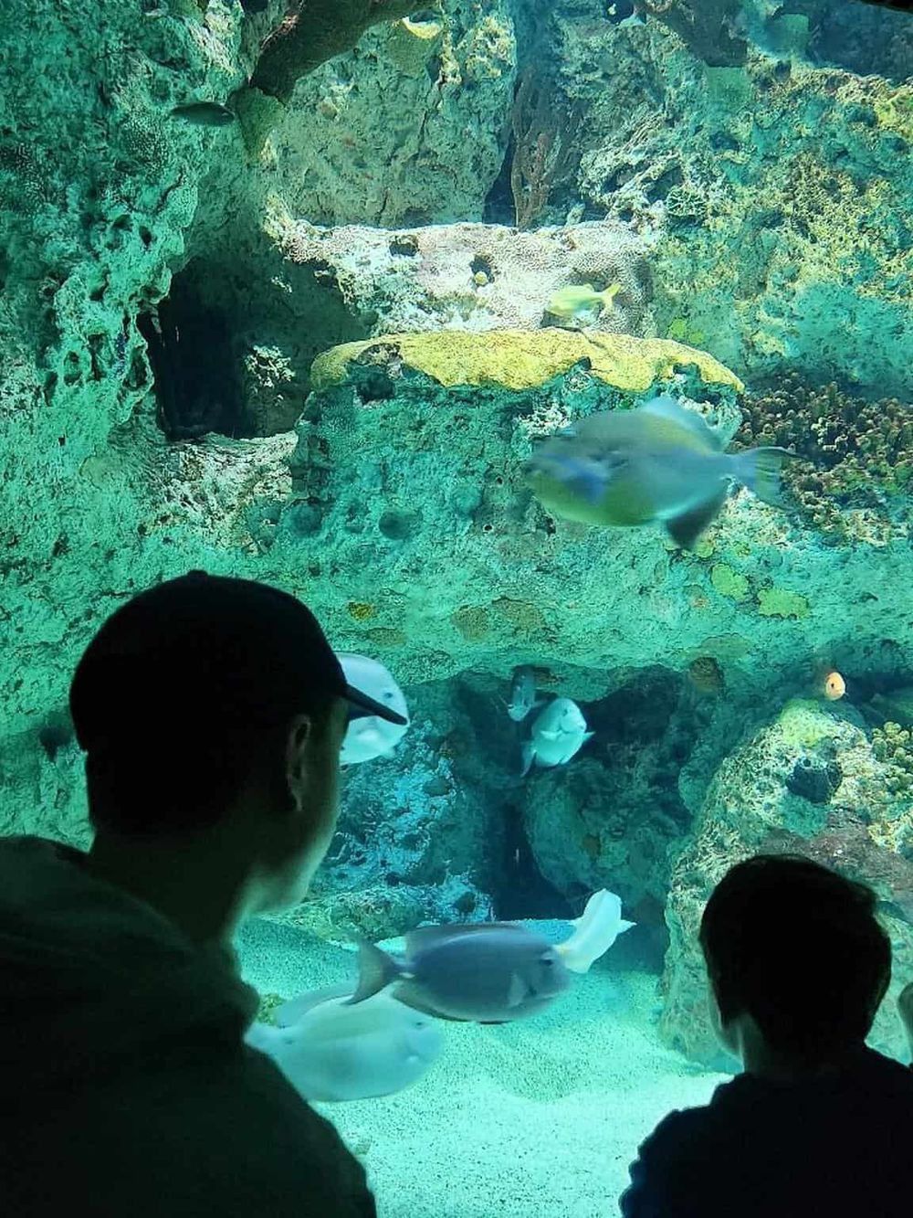 Colorful aquarium tank with tropical fish, vibrant corals, and two people viewing marine life at Quest For Directions.