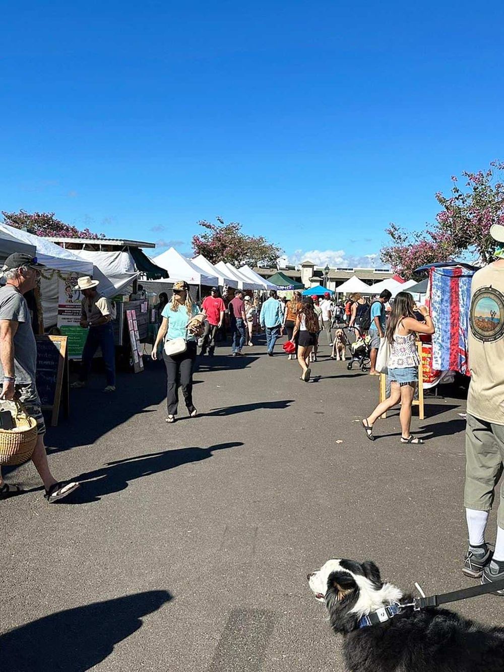 Colorful outdoor market with white tents, shoppers, and a dog on a sunny day.