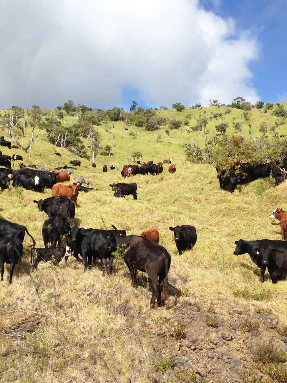 Pasture cattle grazing in scenic hilly landscape with trees and blue sky in the background.