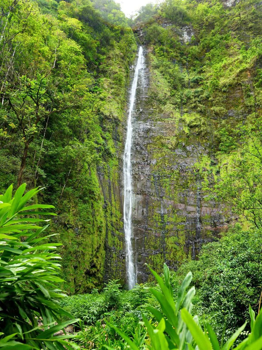 Stunning high waterfall in lush green tropical forest landscape for travel and adventure seekers.