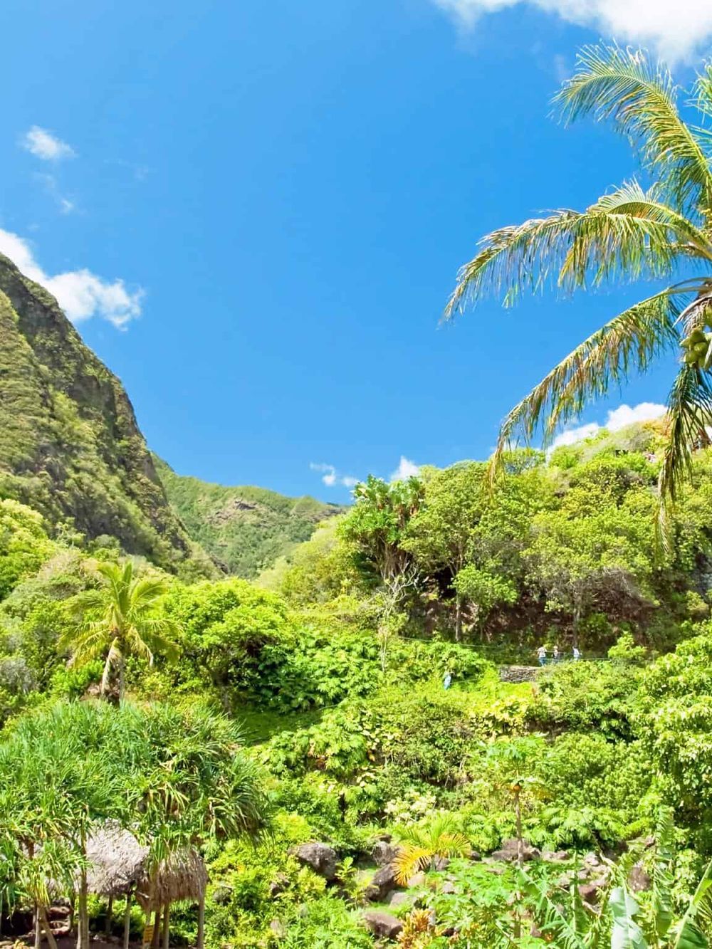 Vibrant lush tropical forest with clear blue sky, palm trees, and scenic mountain views, perfect for adventure and nature travel.