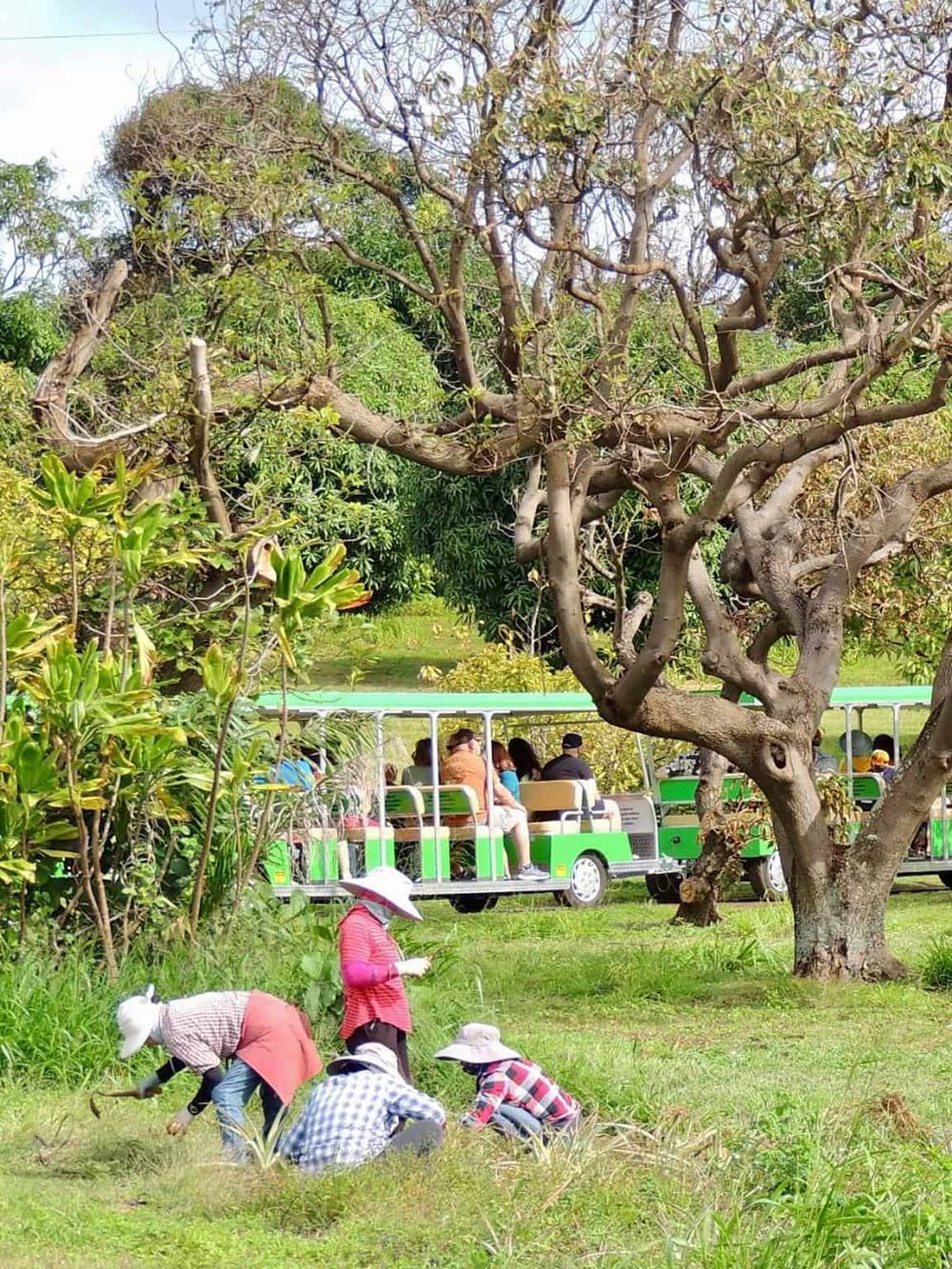 Colorful park tour train with visitors, children gardening, and lush trees in nature, eco-friendly family outdoor activity, QuestForDirections.