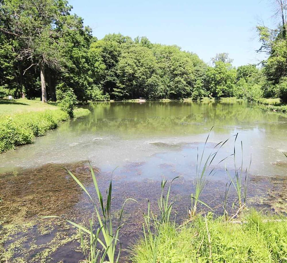 Tranquil pond surrounded by lush green trees and grass, ideal for nature walks and outdoor activities.