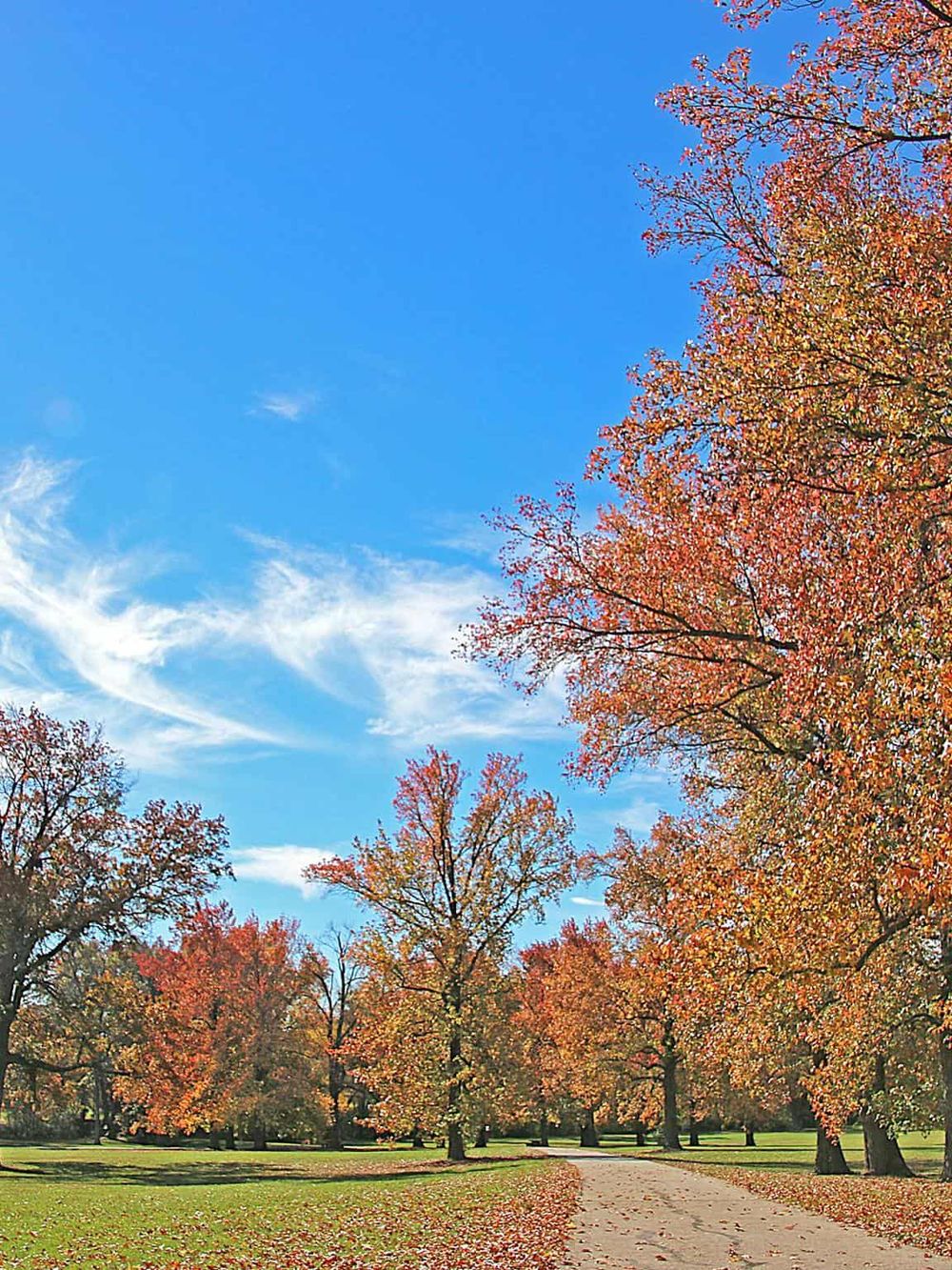 Vibrant autumn trees lining a park pathway under a clear blue sky.