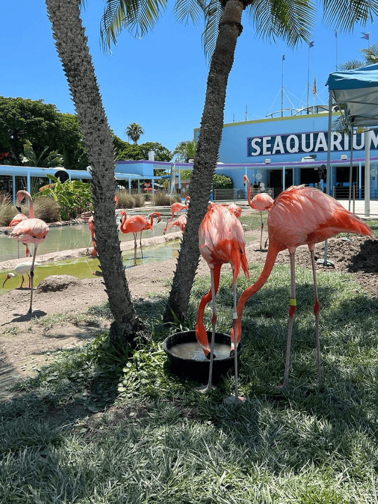 Colorful flamingos at Seaquarium with tropical palms and blue sky, ideal for family fun and wildlife adventures.