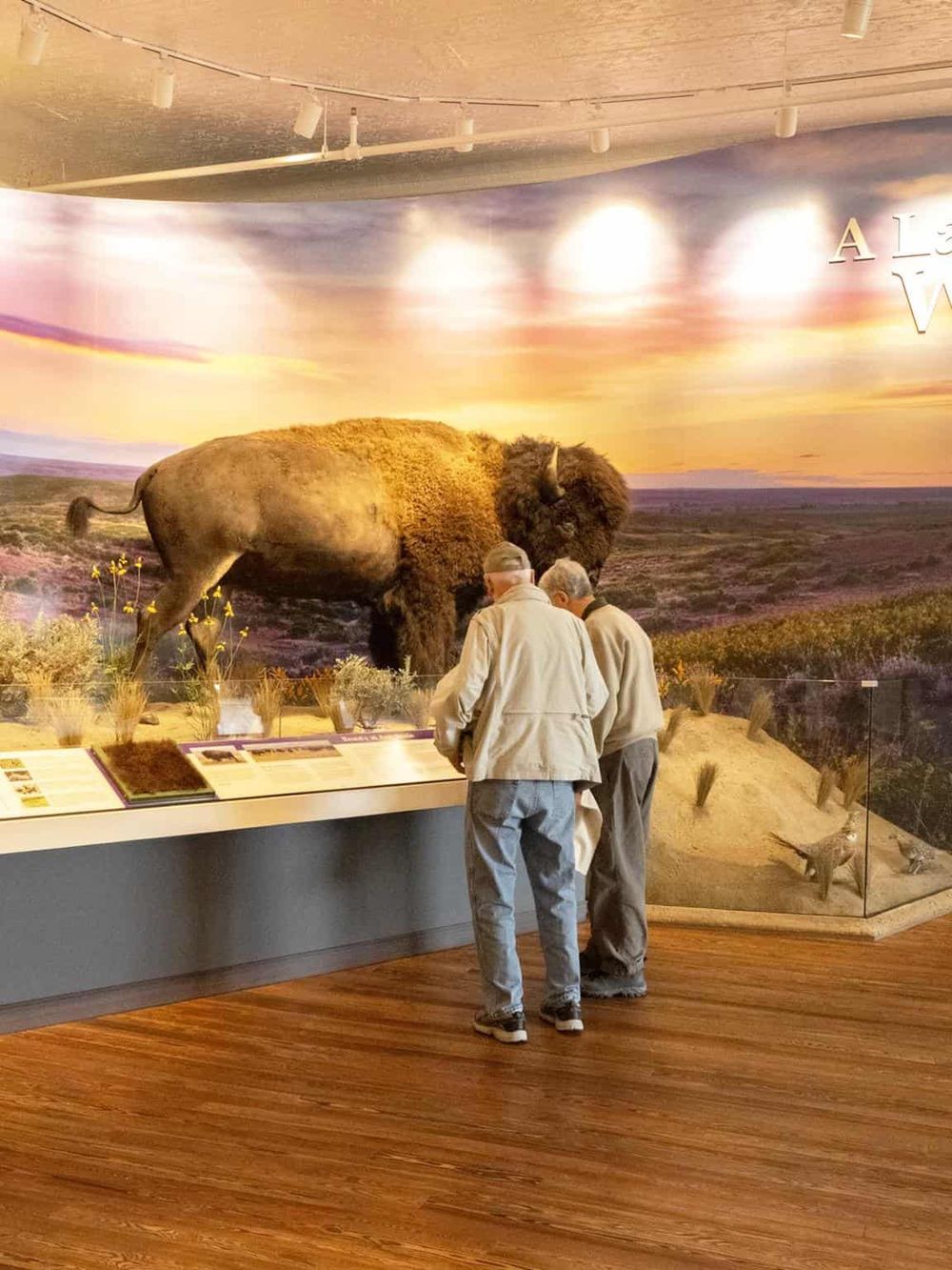 Majestic bison display at QuestForDirections interactive exhibit.