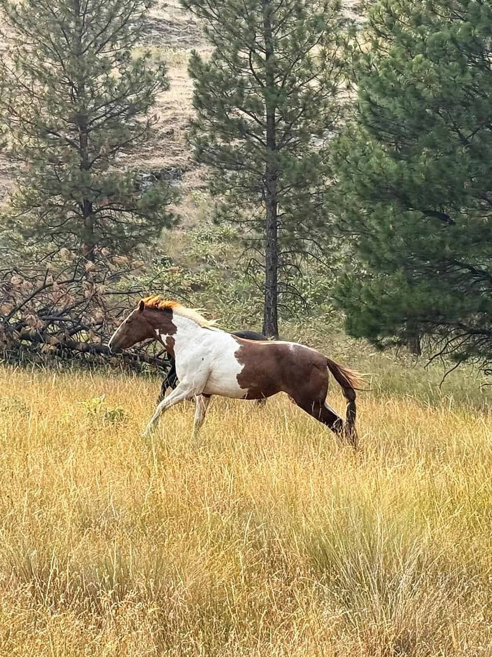 Colorful wild horse grazing in a grassy field with pine trees in the background.