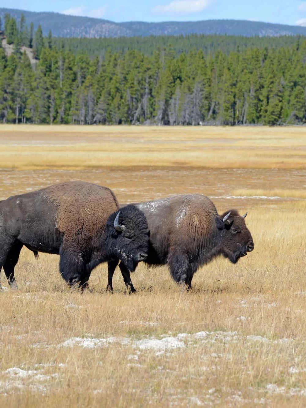 Wild bison grazing in Yellowstone National Park with forest and mountains in background.