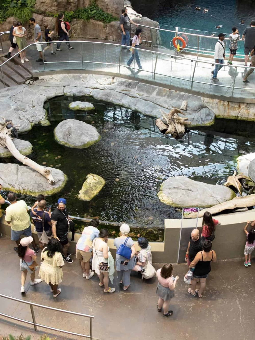 Colorful zoo exhibit with a pond and visitors enjoying the wildlife experience.